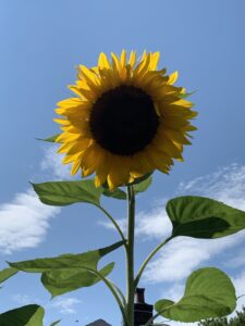 Cosmetic Uses for Sunflower Oil