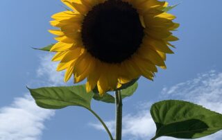 Cosmetic Uses for Sunflower Oil