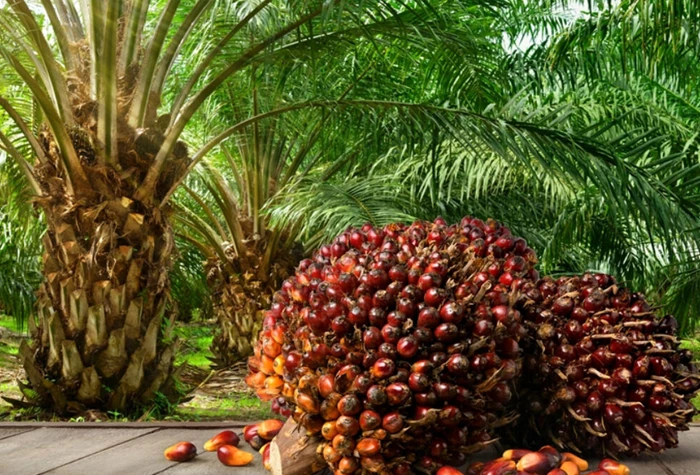 Certified Organic Palm Oil in Bulk