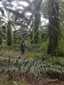 Harvesting Organic Palm