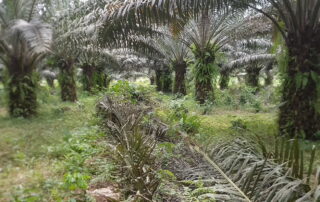 Palm Oil Demystified