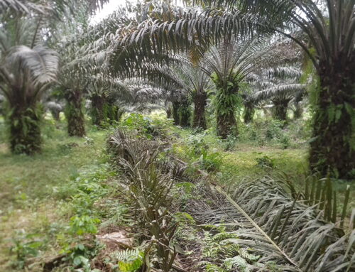 Palm Oil Demystified: Everything About Organic Palm Oil