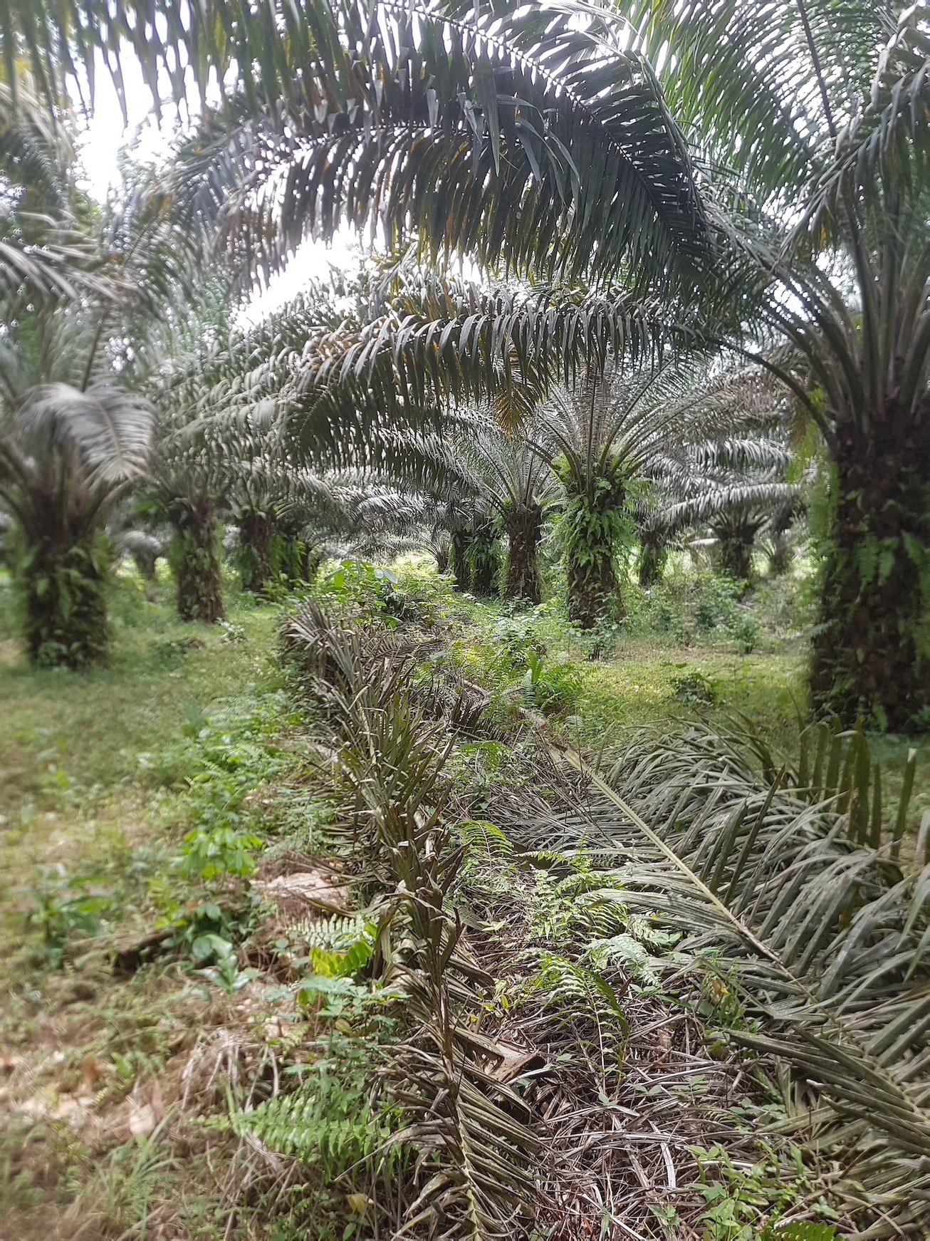 Palm Oil Demystified